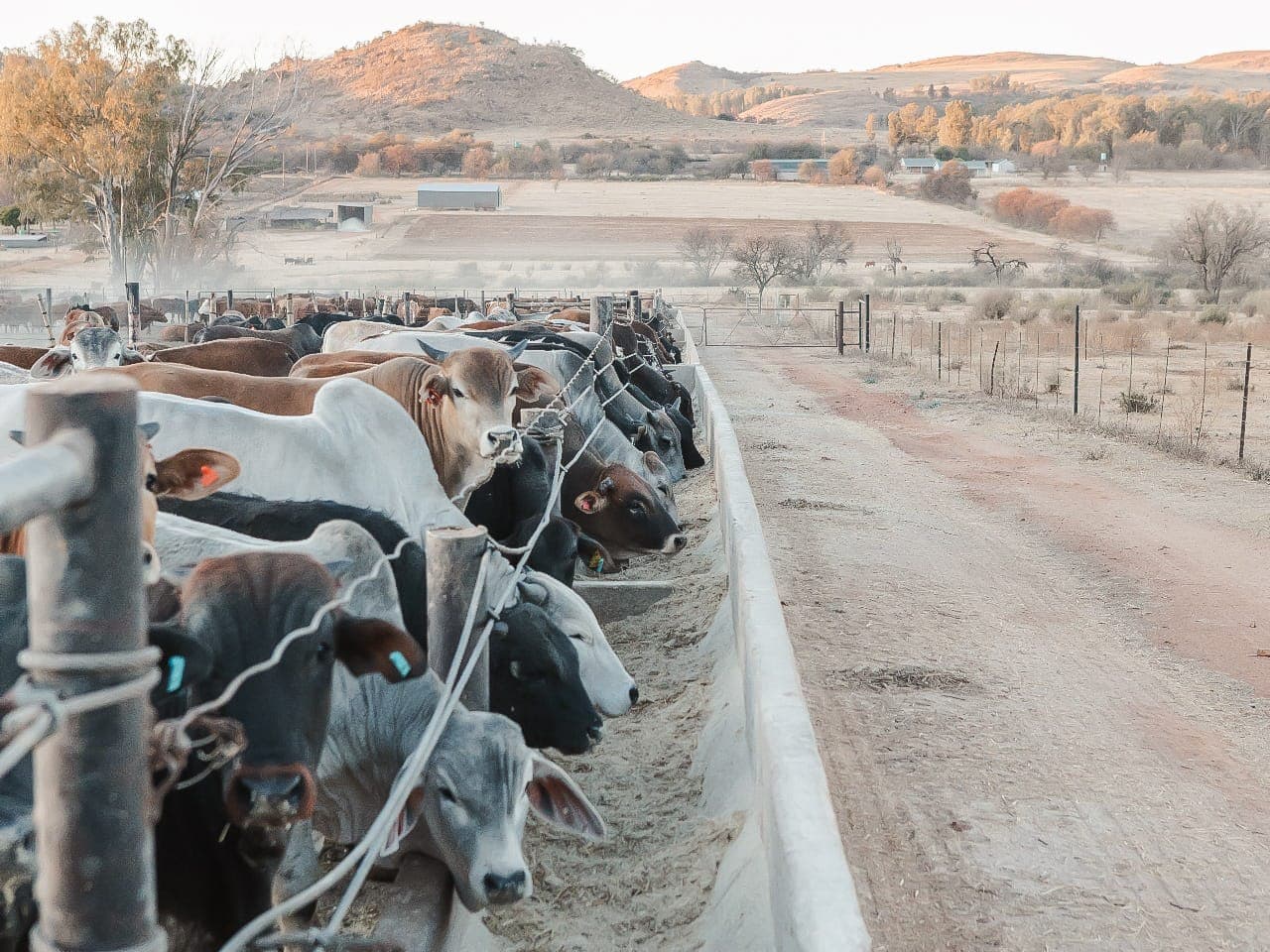 WonderBeef Voerkraal agtergrond